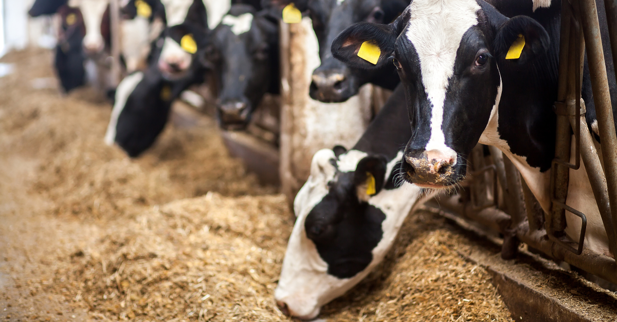 udder health in dairy cows