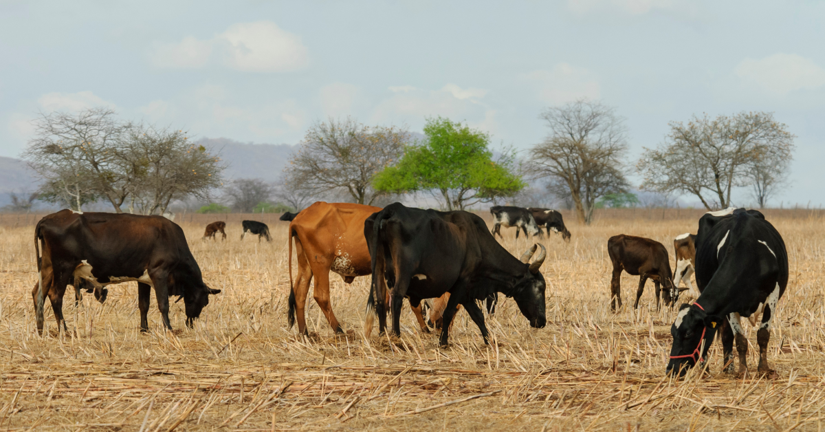 cattle farming and climate change
