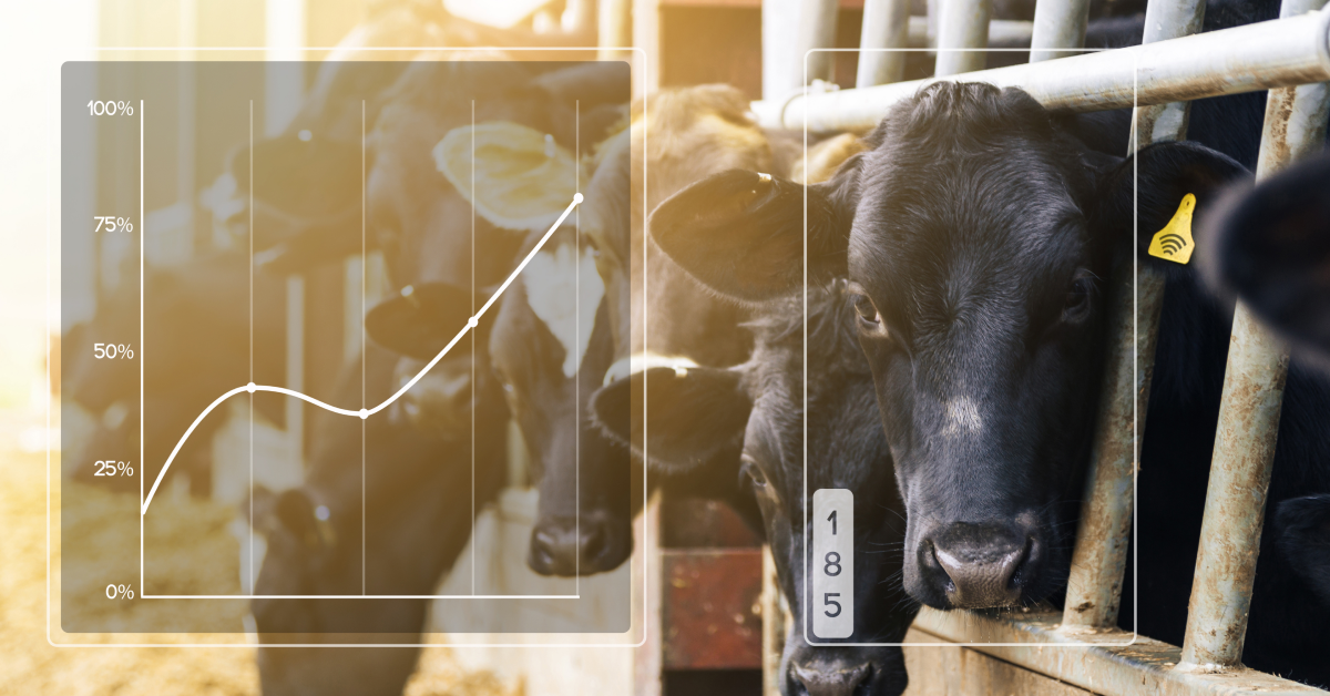 importance of data for cattle health management