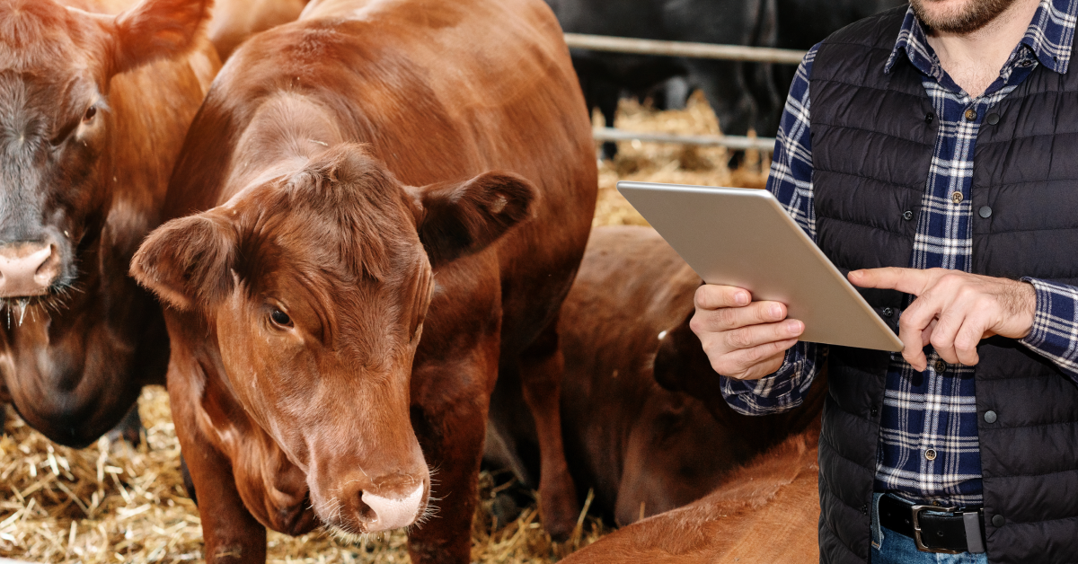 beef feedlot checklist