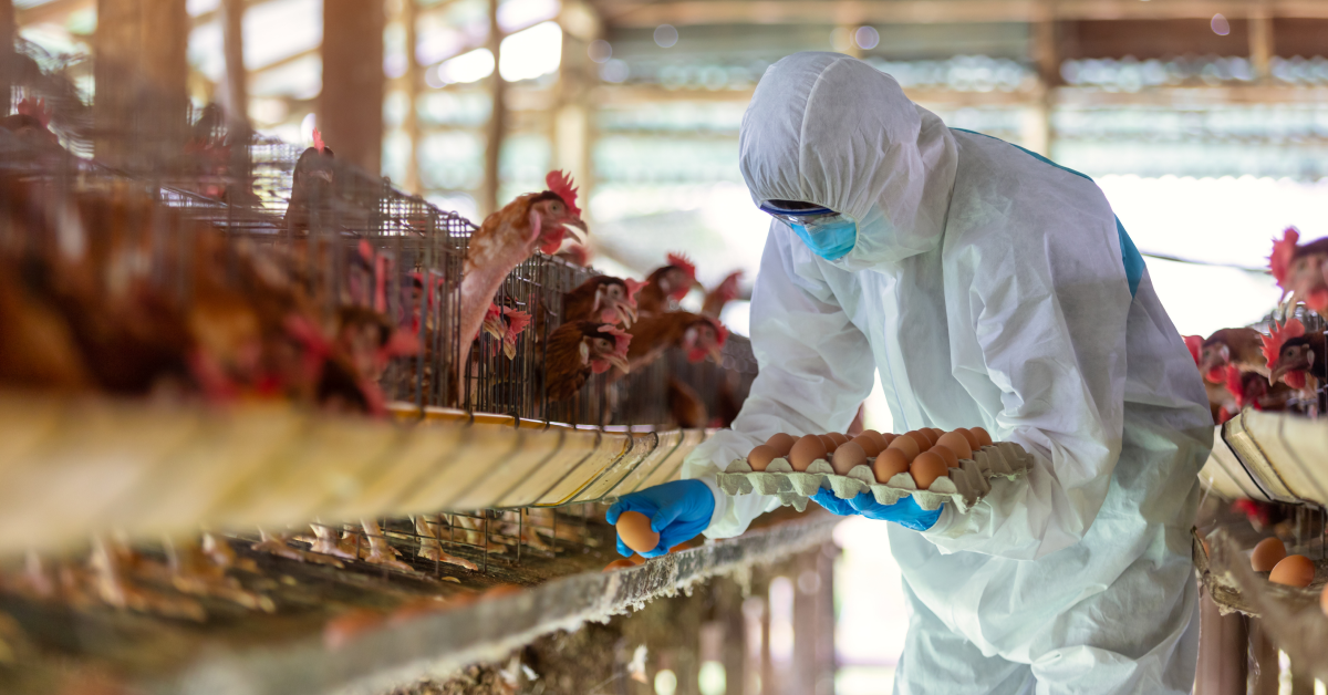 breeder poultry management