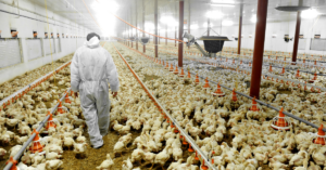 broiler management practices