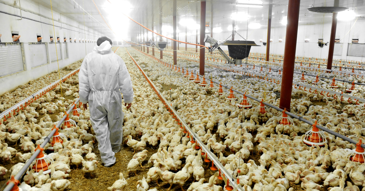 10 Key Daily Management Practices for Successful Broiler Breeding |  Boost Your Poultry Farm Efficiency