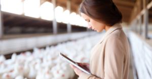 broiler farming