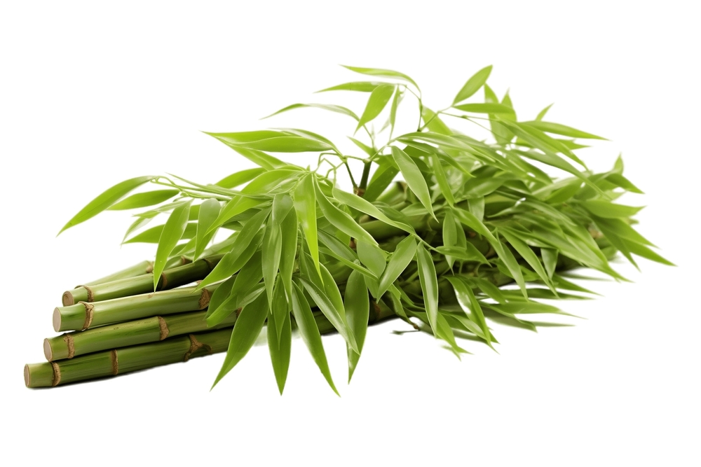 Bamboos