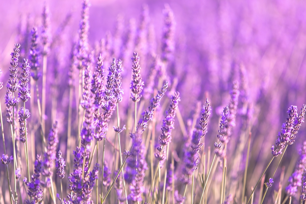 lavender