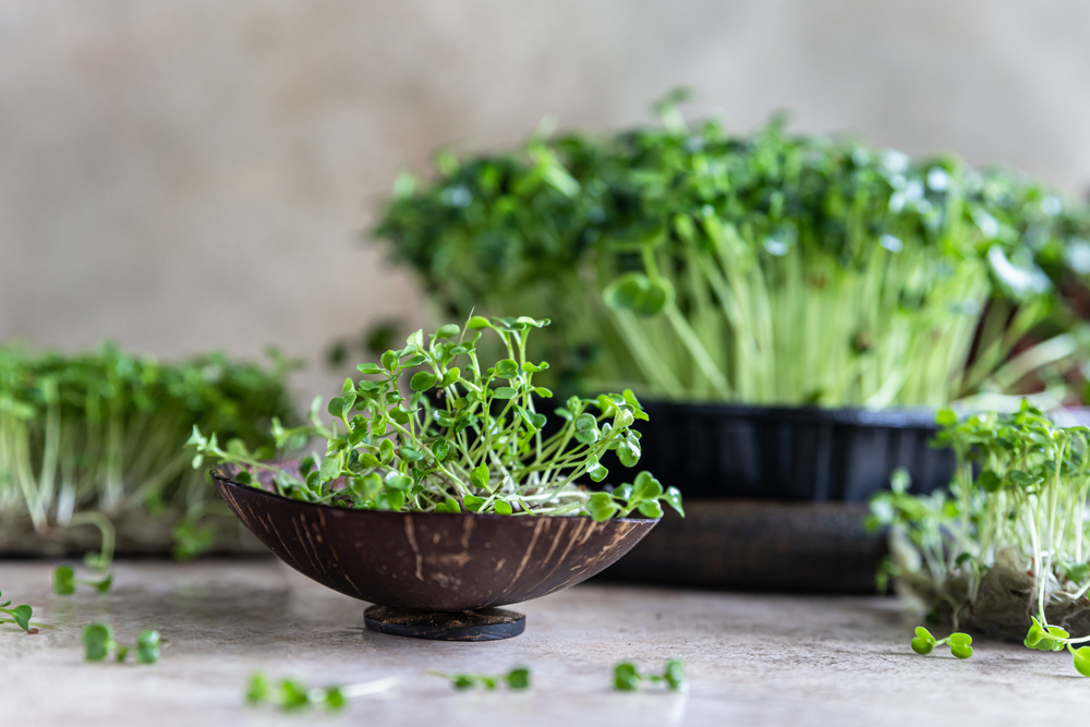 microgreens