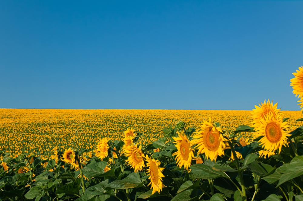 sunflowers