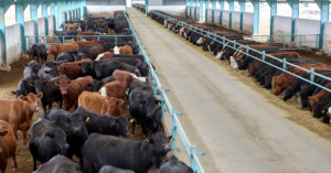 feedlot management