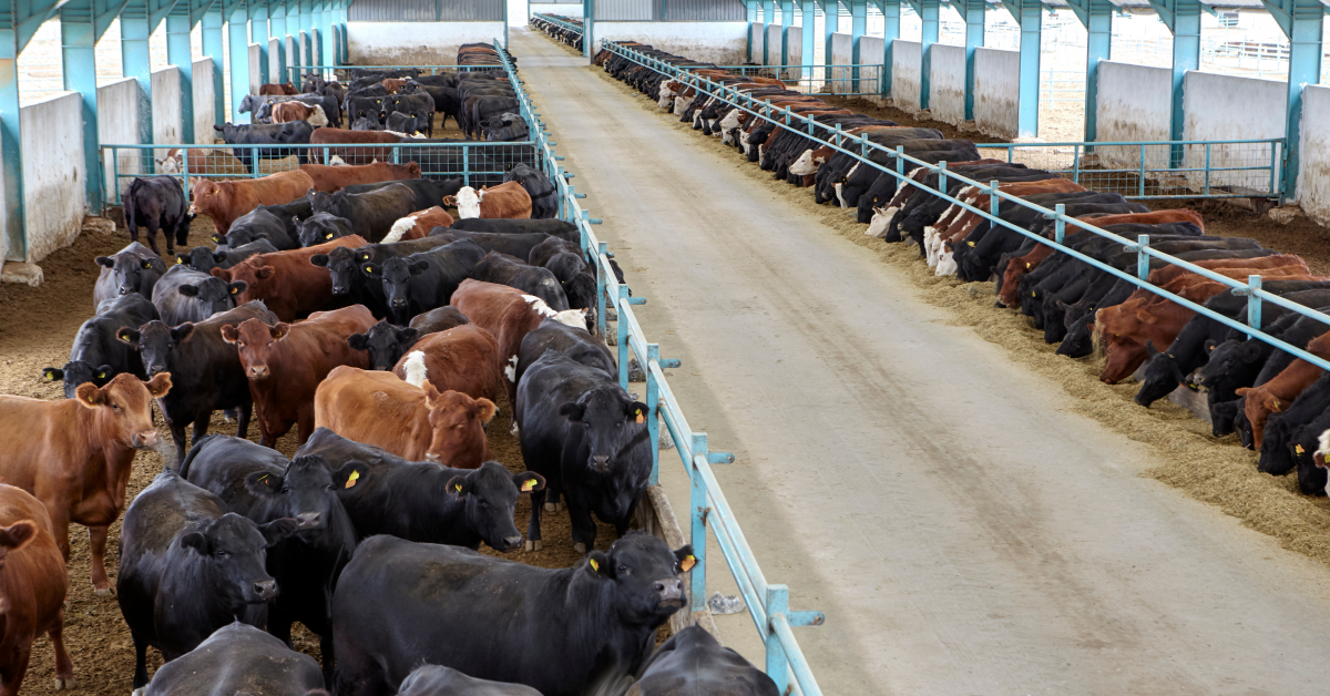 feedlot management