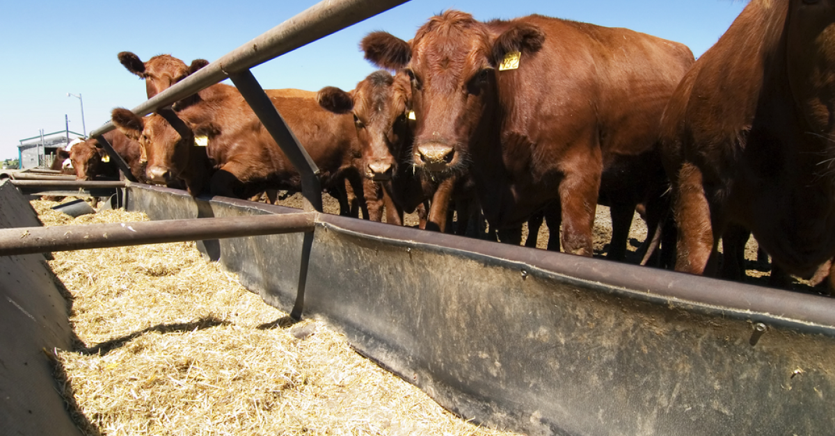 cattle feed bunk ideas