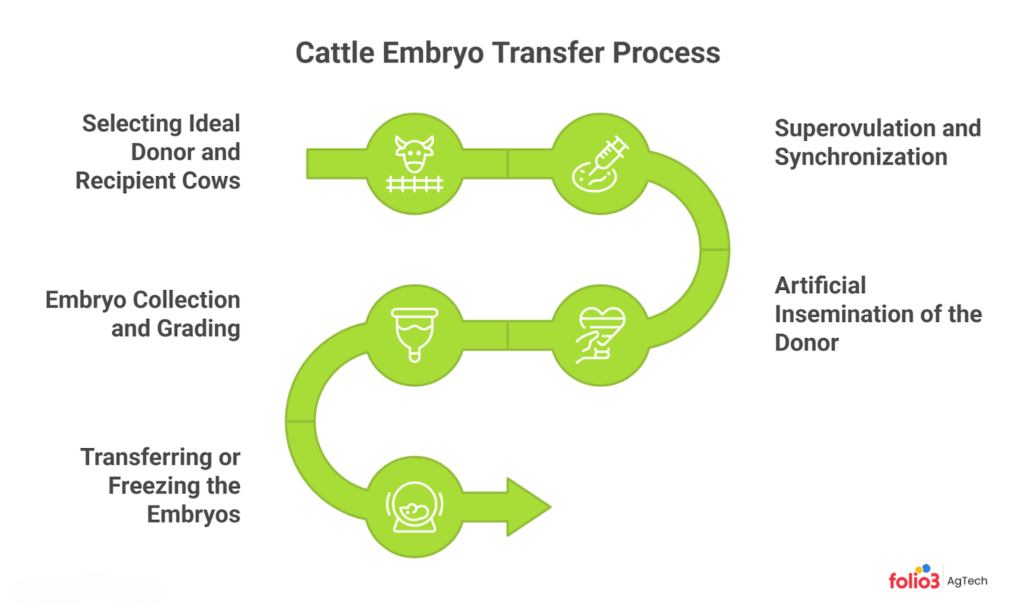 Embryo Transfer Process in Cattle