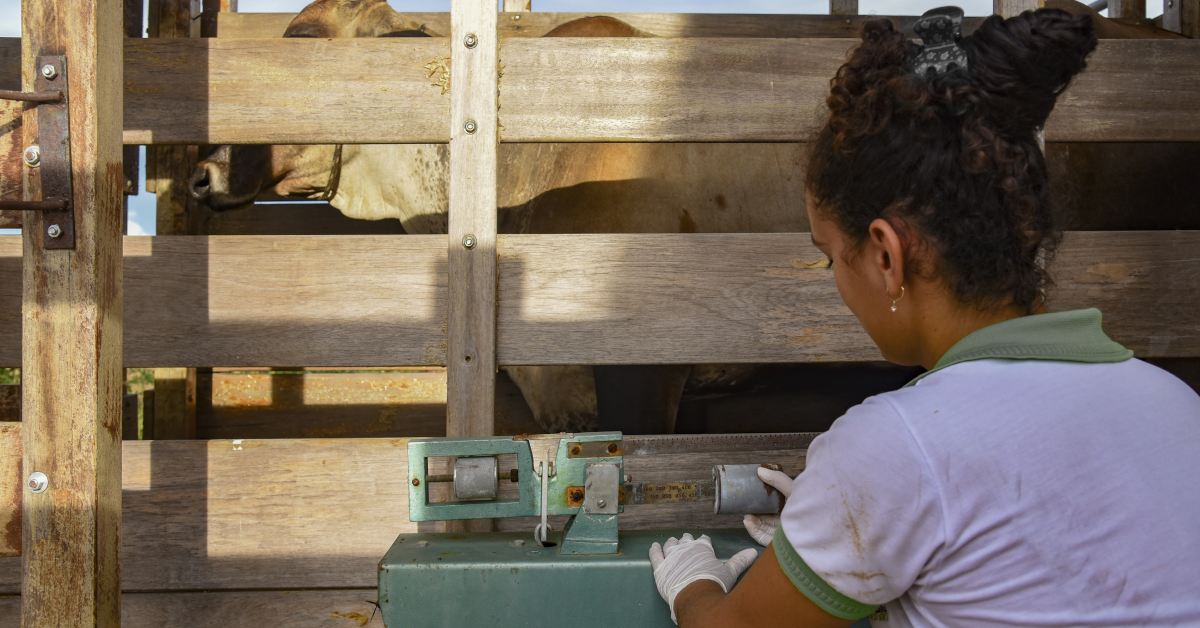 Why Automated Weighing Systems are Essential for Cattle Management Operations