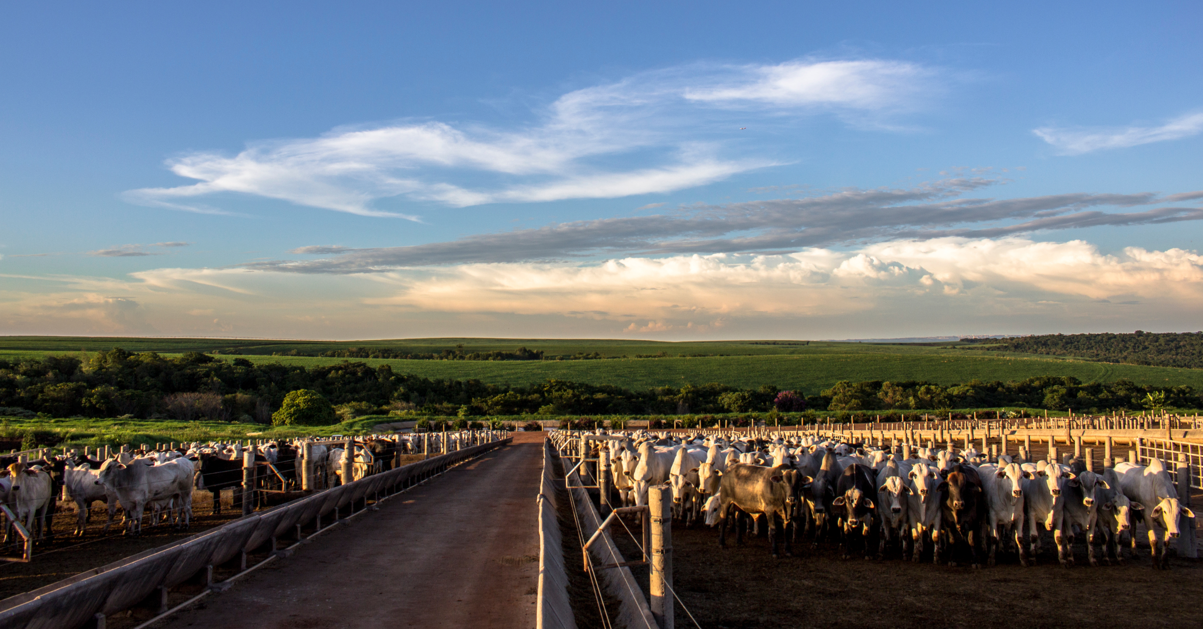 feedlot efficiency