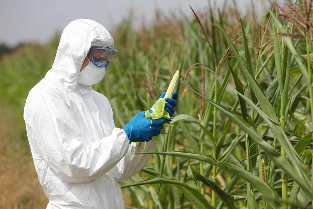 GMO professional examining corn