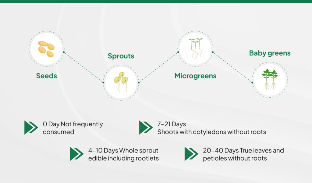 microgreens growth process