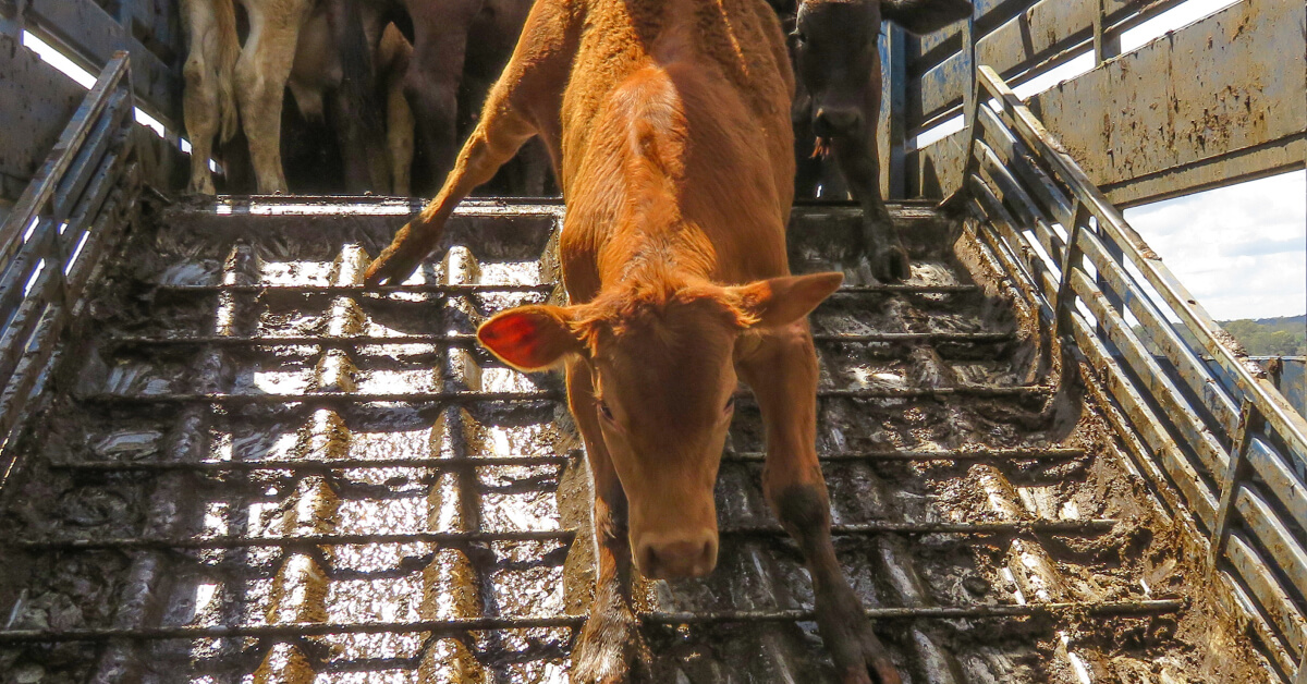 calves in feedlot