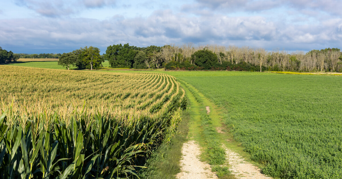 crop rotation benefits