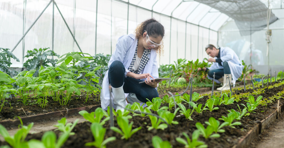 greenhouse farming