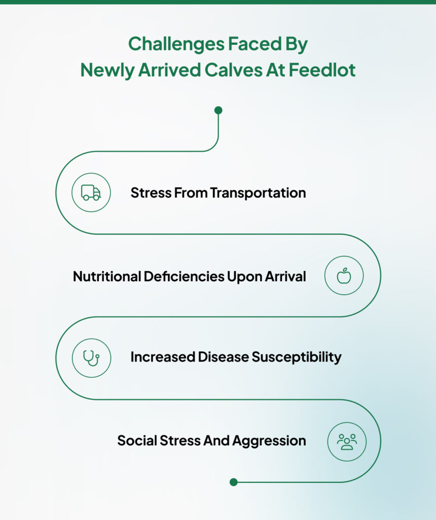 challenges faced by newly arrived calves at feedlot