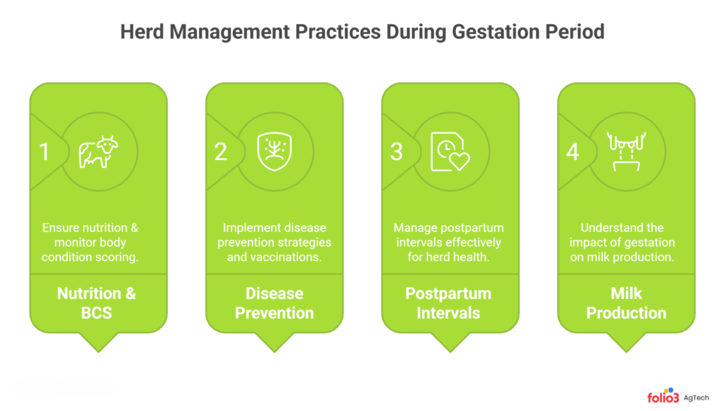 Best Practices for Herd Management During Cow Gestation Period