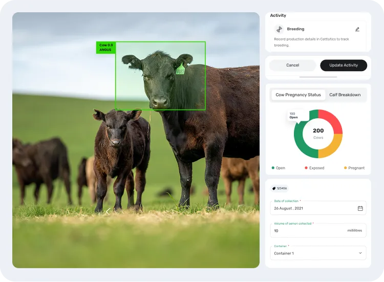 image of managing cattle breeding and production