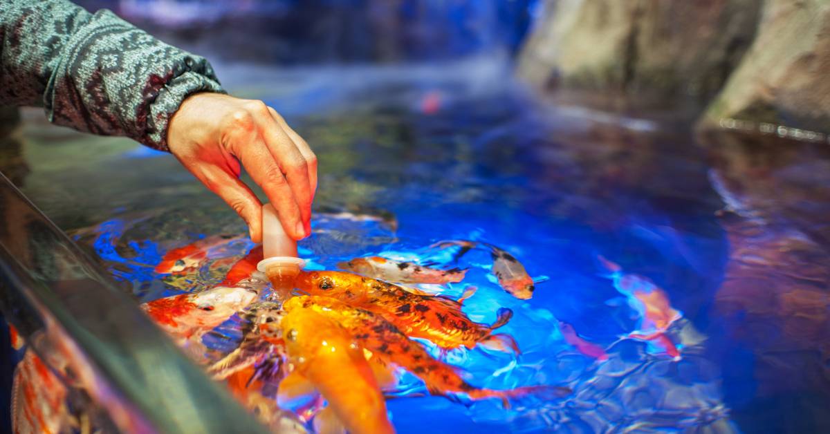 aquaculture feed
