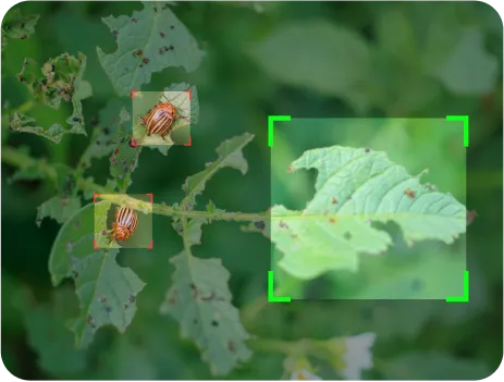 image of Disease and Pest Identification