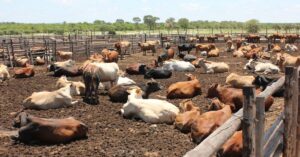 heat stress in cattle