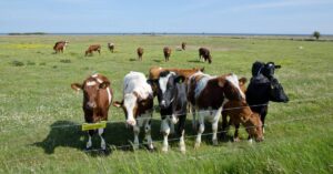 virtual fencing for cattle