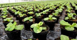 horticulture farming