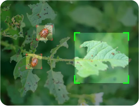 image of targeted pesticide spraying