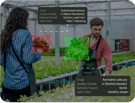 image of Automated Quality Grading