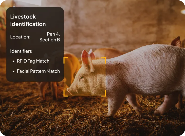 image of livestock identification