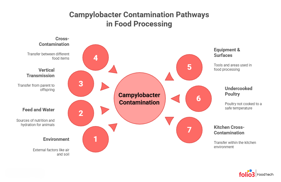 Campylobacter Contamination in Food Processing