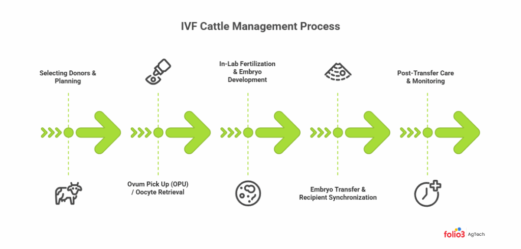 IVF Cattle breeding process