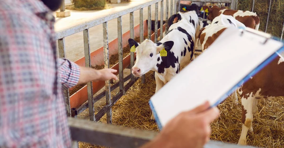 livestock accounting