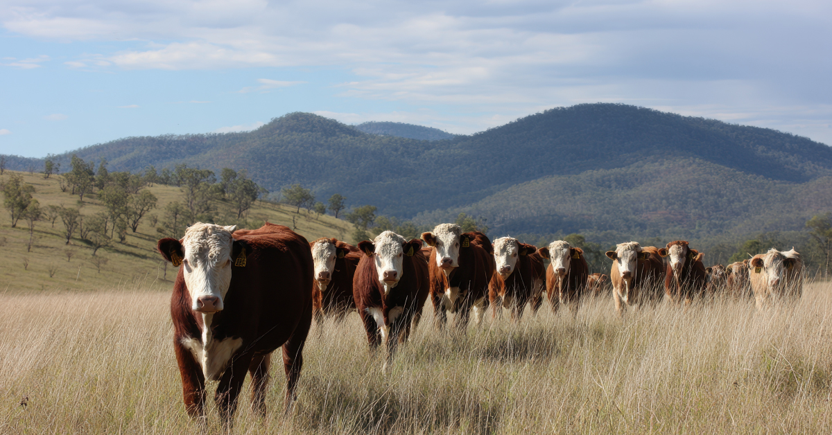 feedlot management features