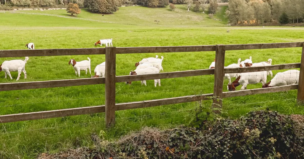 Livestock Fencing