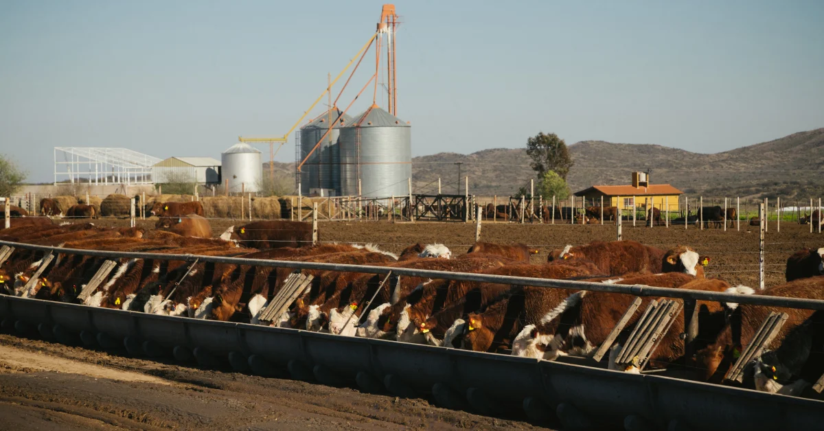 feedlot erp systems