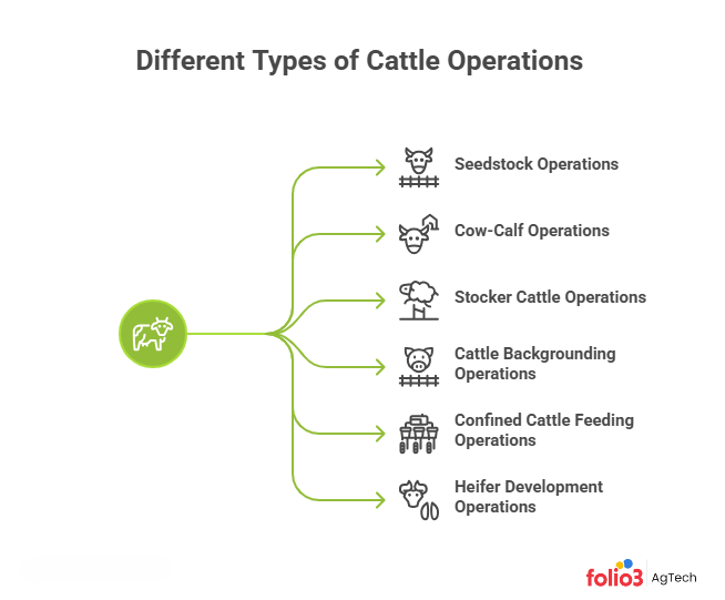 Different Types of Cattle Operation