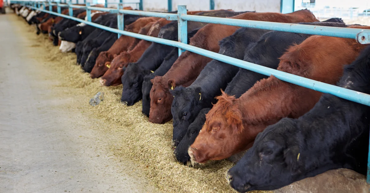 pen-level feedlot