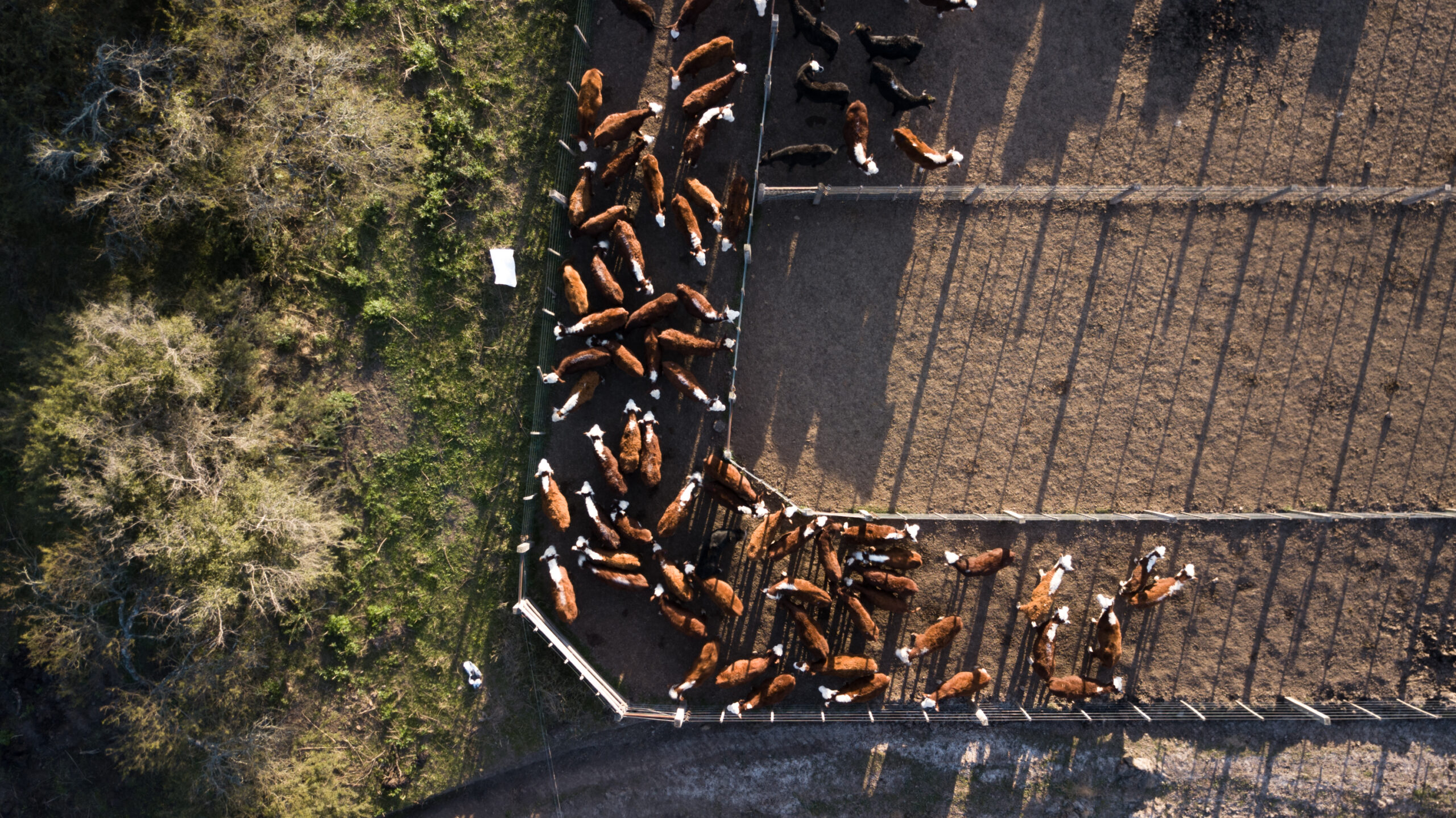 Feedlot ERP for large operations