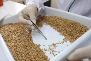 seed production