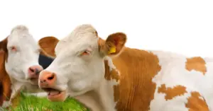 gestation period for cows
