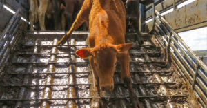 calves in feedlot