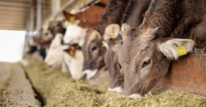 Feed Conversion Ratio