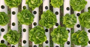 Hydroponic greenhouse