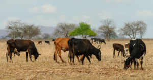 cattle farming and climate change