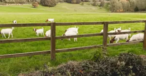Livestock Fencing